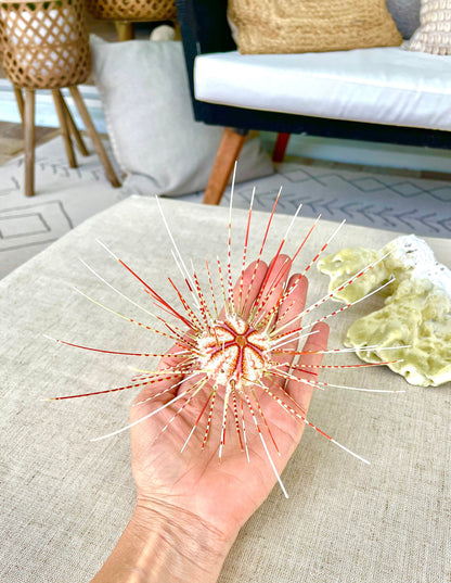 100% Natural From Ocean ,Very Rare Colorful Deep Water Sea Urchin w/Spines COELOPLEURUS MAILARDII