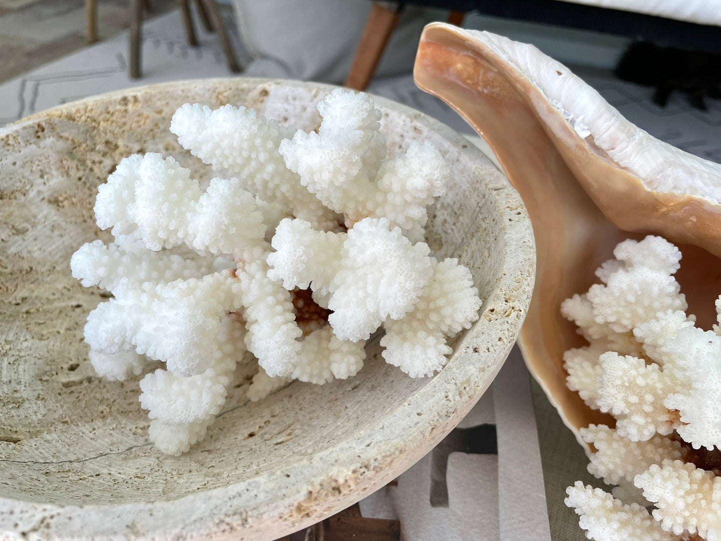 CLUSTER Coral White *All Sizes* Authentic Natural Real Sea Fossil Coastal Décor