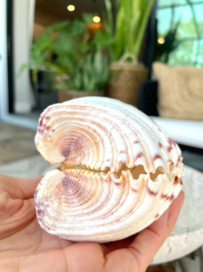 PAIRED SET 4-5" Large Bear Claw Clam Sea Shell Seashell Beach Coastal Home Décor Ocean Life Specimen