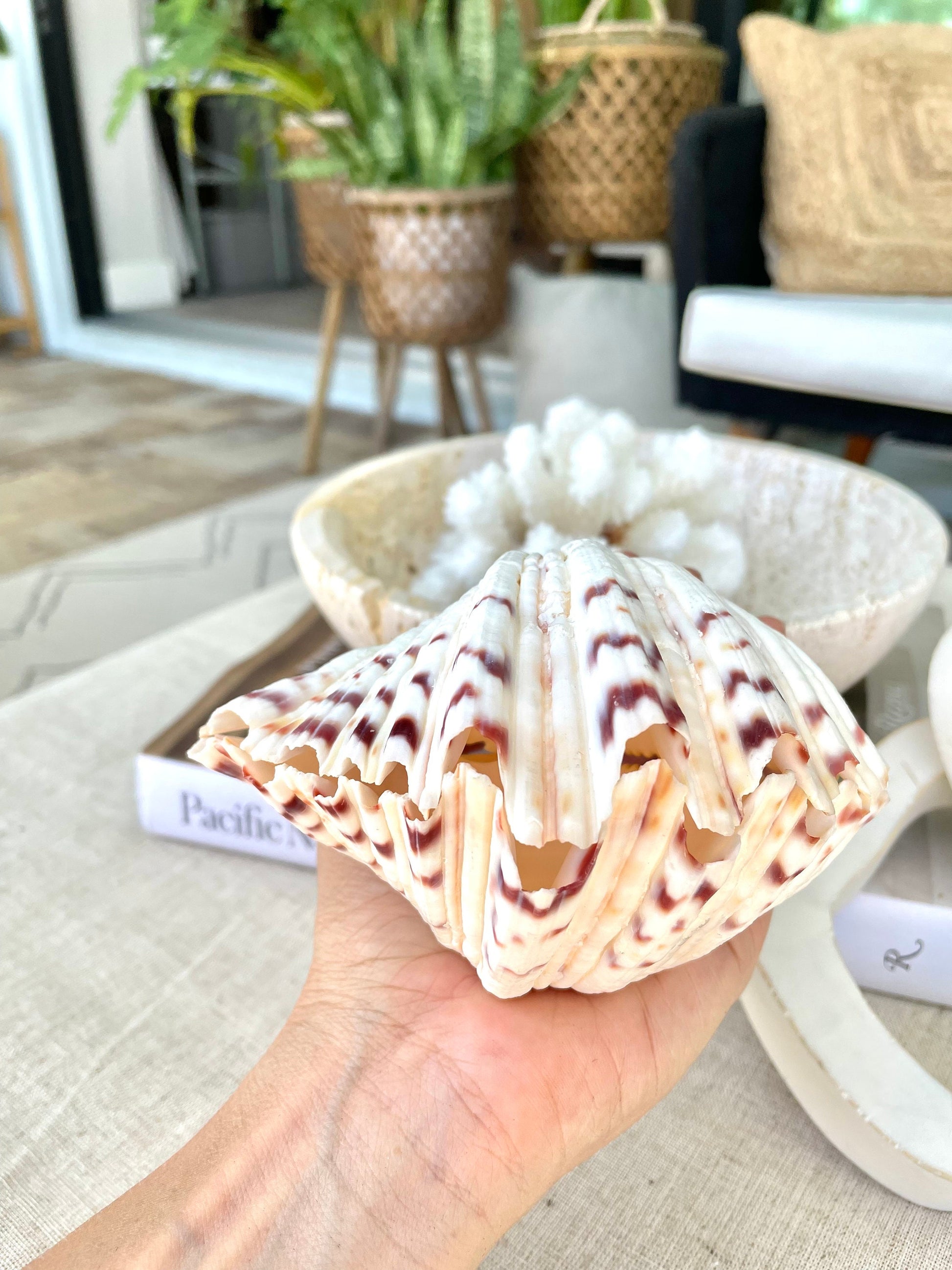 PAIRED SET 4-5" Large Bear Claw Clam Sea Shell Seashell Beach Coastal Home Décor Ocean Life Specimen