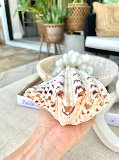 BEAR CLAW CLAM Shells 4-5" Paired Seashell Open Natural White Display Seashell Ring Box Beach Crafts