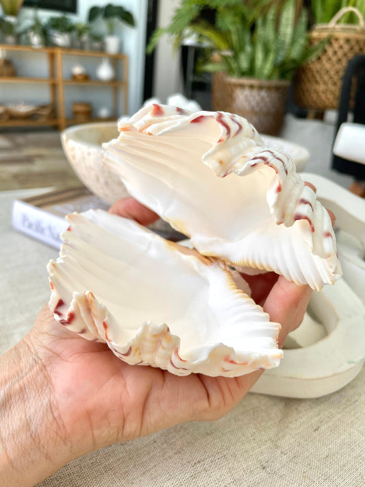 PAIRED SET 4-5" Large Bear Claw Clam Sea Shell Seashell Beach Coastal Home Décor Ocean Life Specimen