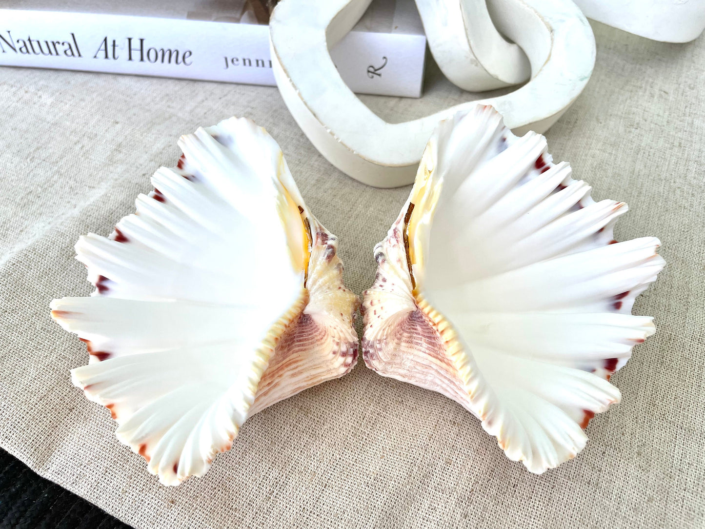 PAIRED SET 4-5" Large Bear Claw Clam Sea Shell Seashell Beach Coastal Home Décor Ocean Life Specimen