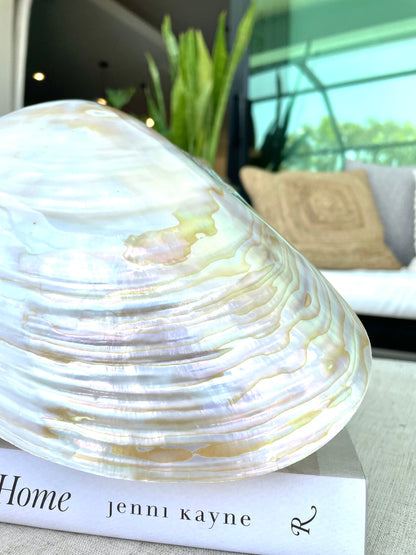 GIANT MUSSEL SHELL 1/2's *All Sizes* Natural Polished Mother of Pearl Irredescent Decorative Dish Display Seashell Clam