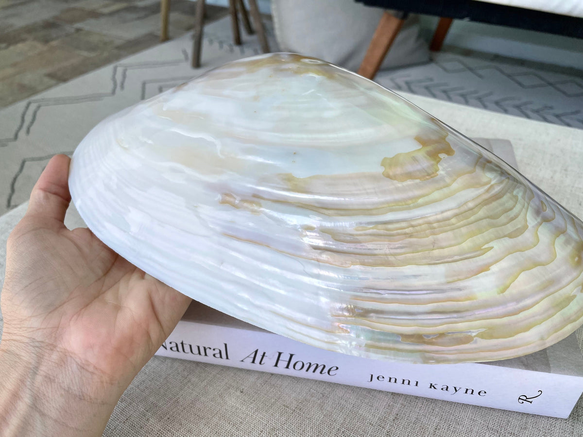 Mother of Pearl Seashells in Clam Shell Plate – Set of 7 Luxury Coastal Tray Dish