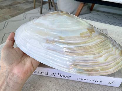 Mother of Pearl Seashells in Clam Shell Plate – Set of 7 Luxury Coastal Tray Dish