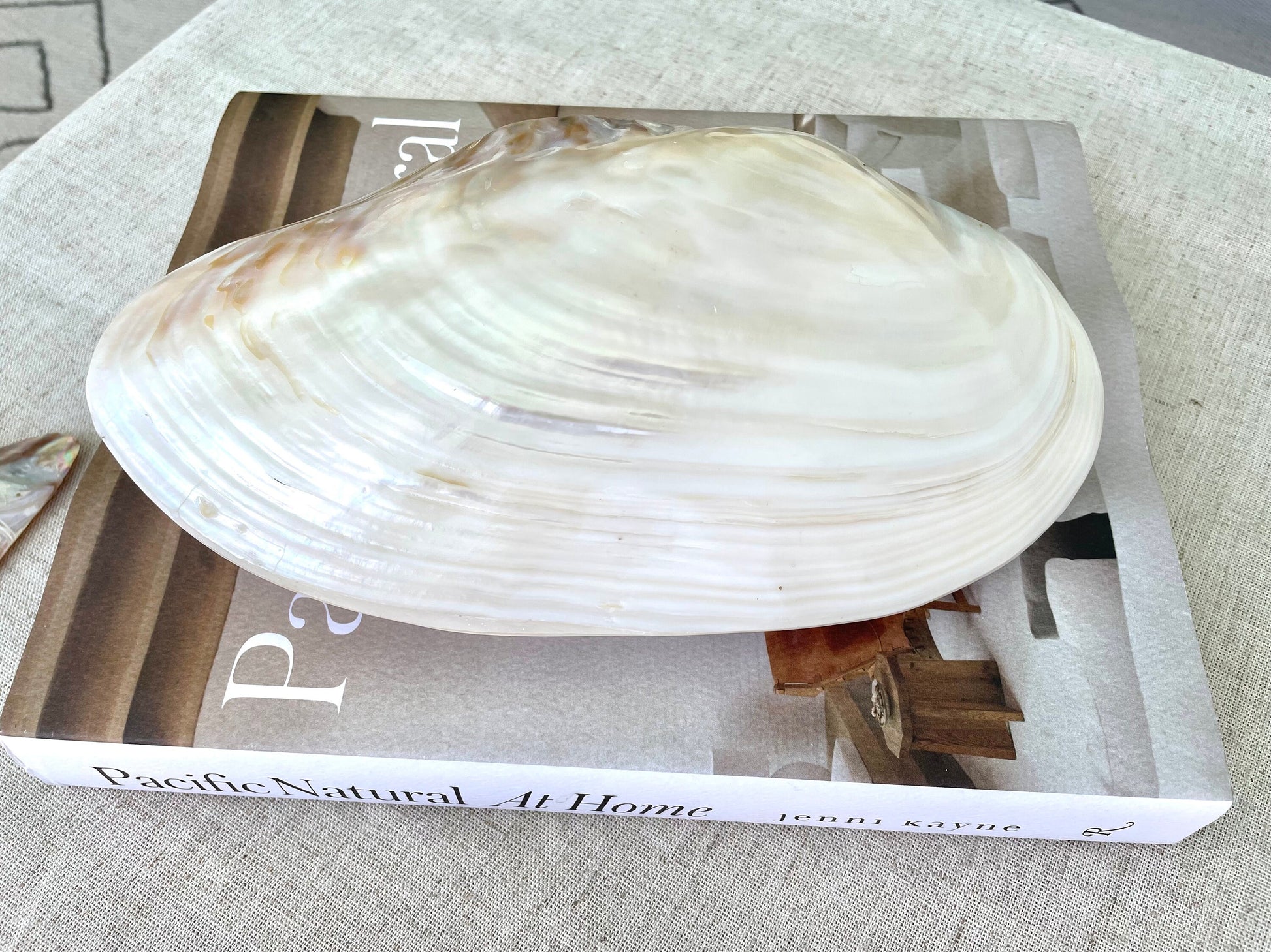 GIANT FULL MUSSEL Shell Pair *All Sizes* Mother of Pearl Irredescent Display Seashell Large Clam Beach Coastal Décor