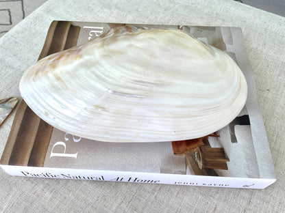 GIANT FULL MUSSEL Shell Pair *All Sizes* Mother of Pearl Irredescent Display Seashell Large Clam Beach Coastal Décor