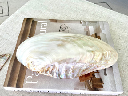 GIANT FULL MUSSEL Shell Pair *All Sizes* Mother of Pearl Irredescent Display Seashell Large Clam Beach Coastal Décor