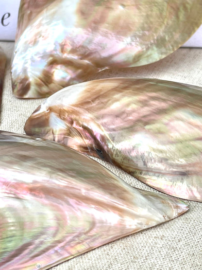 POLISHED WING OYSTER Shells * All Sizes* Natural Jewelry Pendent Making Supply Mother Of Pearl Seashell