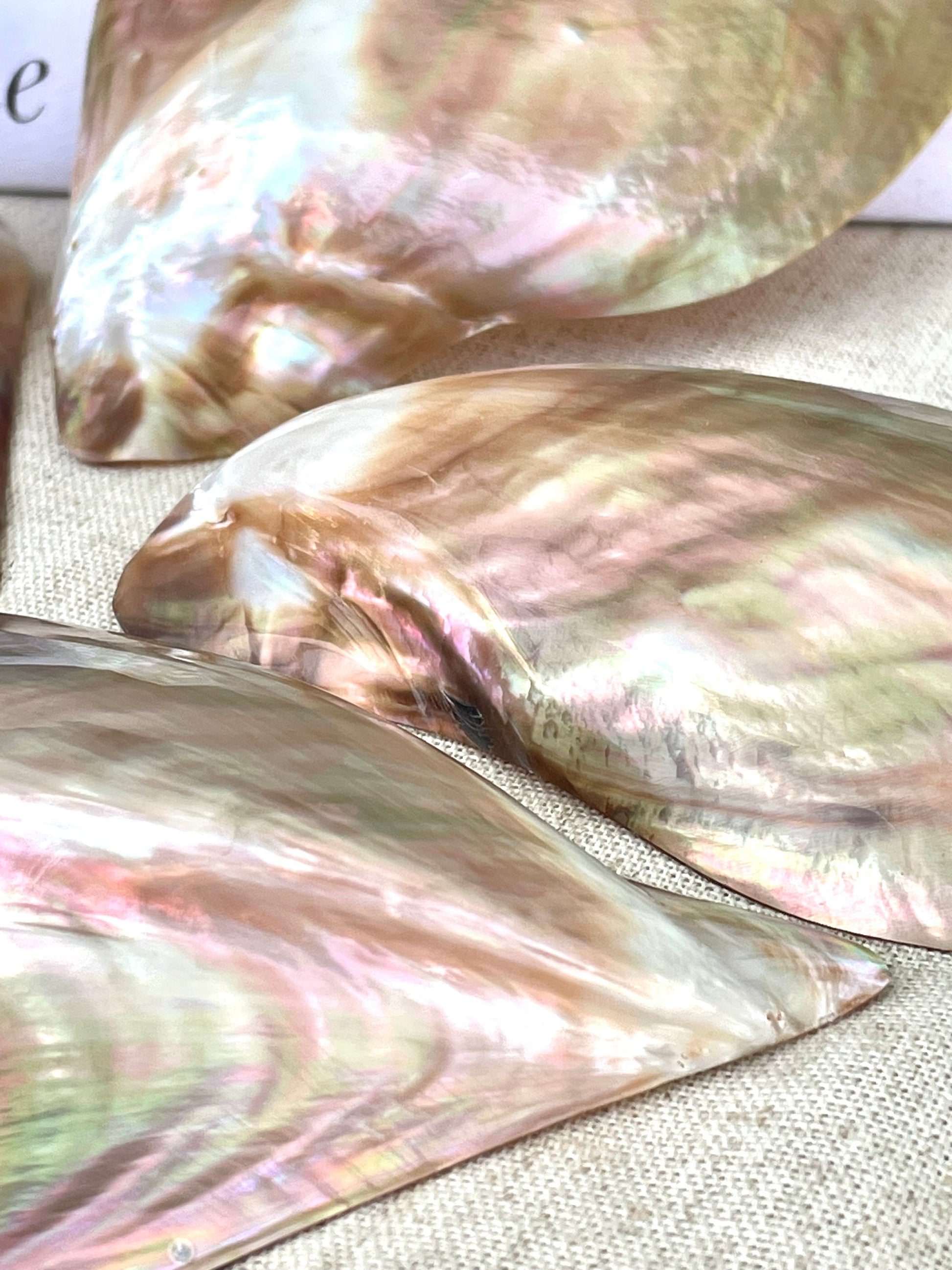 POLISHED WING OYSTER Shells * All Sizes* Natural Jewelry Pendent Making Supply Mother Of Pearl Seashell
