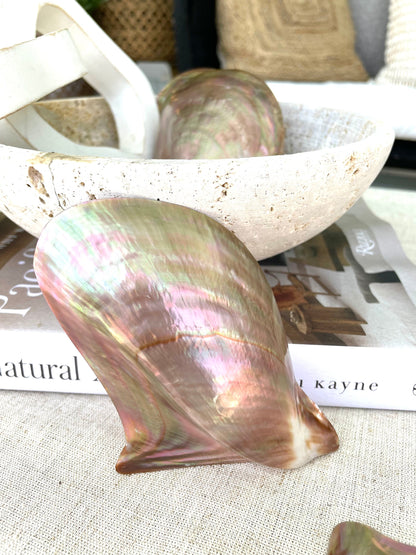 POLISHED WING OYSTER Shells * All Sizes* Natural Jewelry Pendent Making Supply Mother Of Pearl Seashell