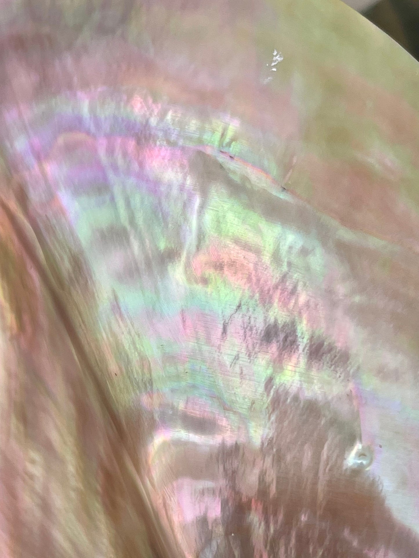 POLISHED WING OYSTER Shells * All Sizes* Natural Jewelry Pendent Making Supply Mother Of Pearl Seashell