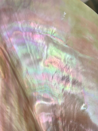 POLISHED WING OYSTER Shells * All Sizes* Natural Jewelry Pendent Making Supply Mother Of Pearl Seashell