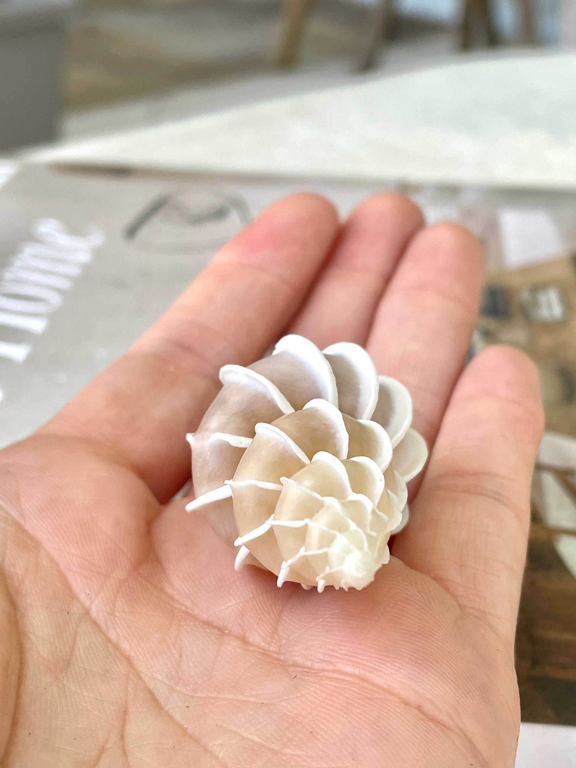 PRECIOUS WENTLETRAP Shell *All Sizes* Natural Light Beige White Seashell Collectors Display Beach Home Décor Coastal Epitonium Scalara