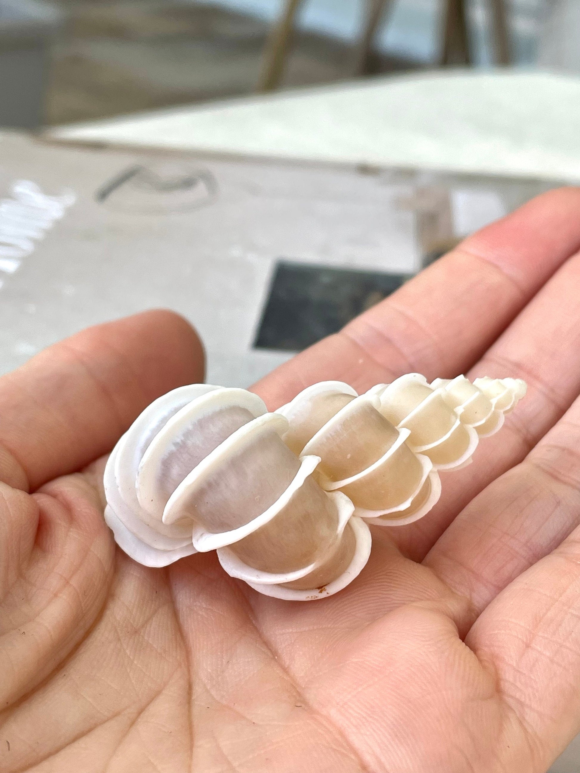 Precious Wentletrap Shell .75-2.25" *You choose Size* Natural Beige Seashell, Collectors Display