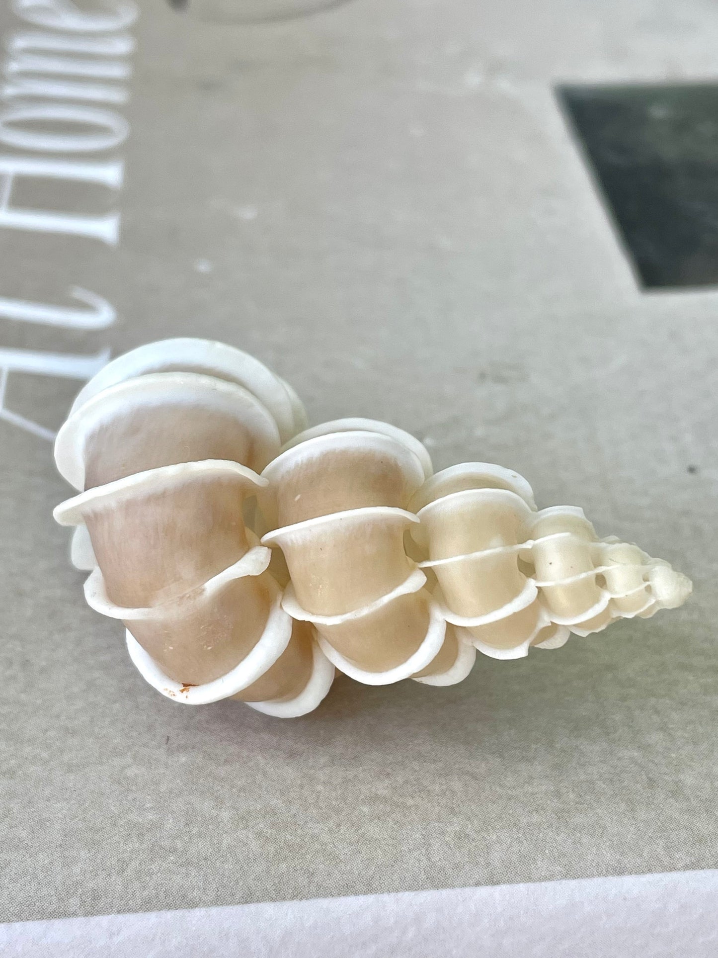 PRECIOUS WENTLETRAP Shell *All Sizes* Natural Light Beige White Seashell Collectors Display Beach Home Décor Coastal Epitonium Scalara