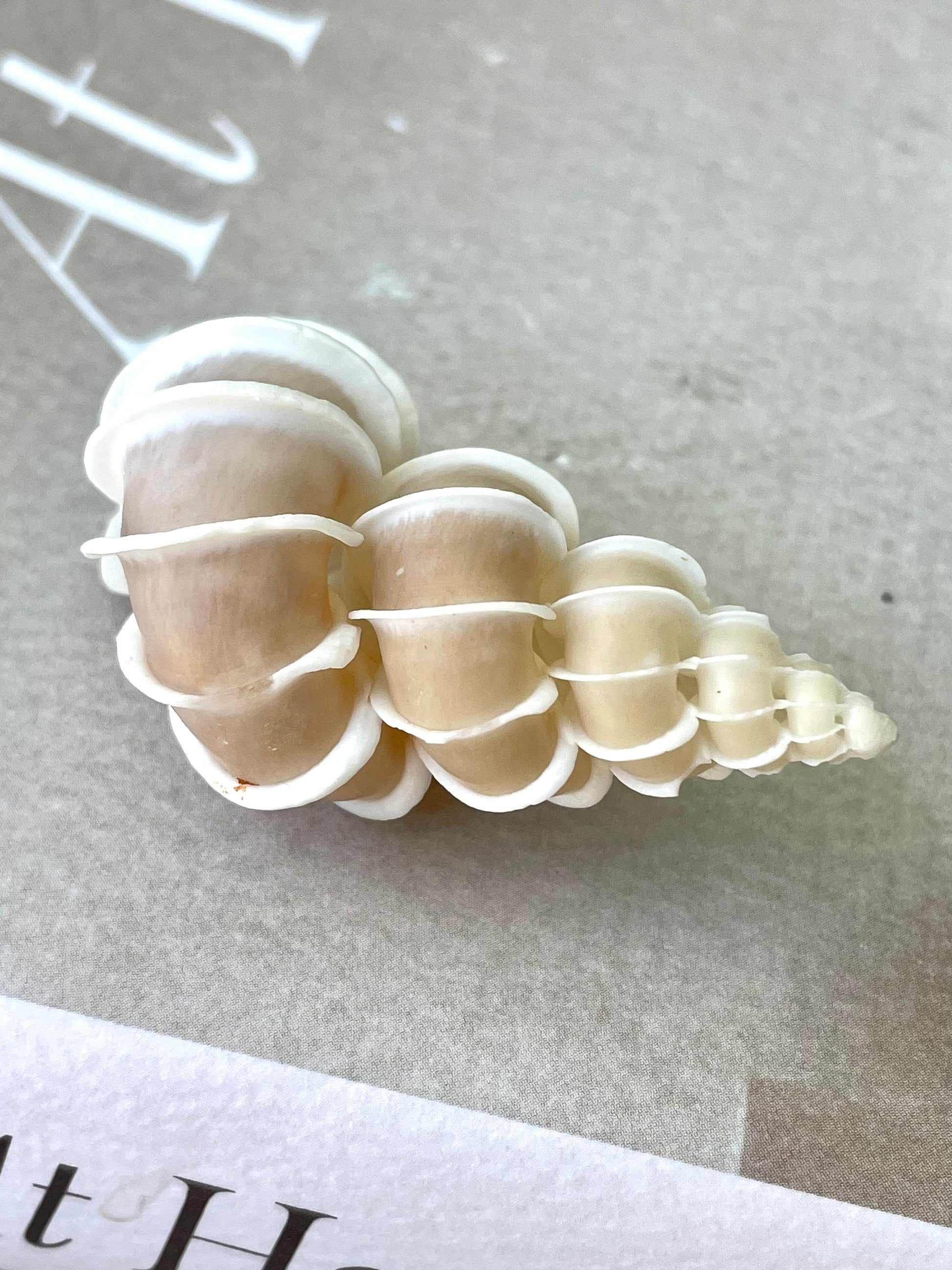 PRECIOUS WENTLETRAP Shell *All Sizes* Natural Light Beige White Seashell Collectors Display Beach Home Décor Coastal Epitonium Scalara