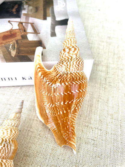 LISTER CONCH SHELL *All Sizes* Natural Brown White Display Seashell Mollusk Mirabili strombus Listeri