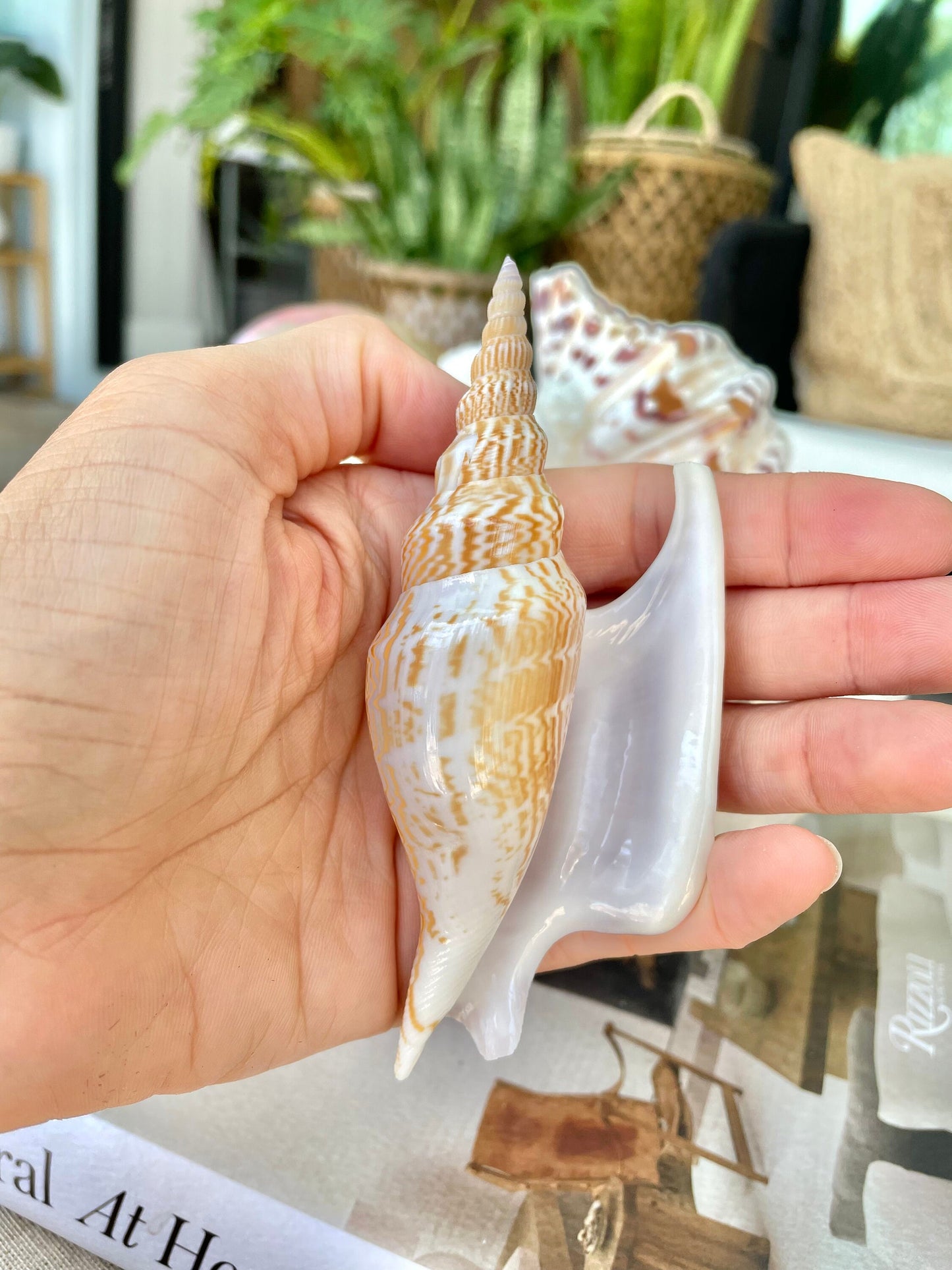 LISTER CONCH SHELL *All Sizes* Natural Brown White Display Seashell Mollusk Mirabili strombus Listeri