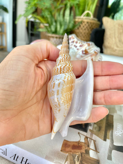 LISTER CONCH SHELL *All Sizes* Natural Brown White Display Seashell Mollusk Mirabili strombus Listeri