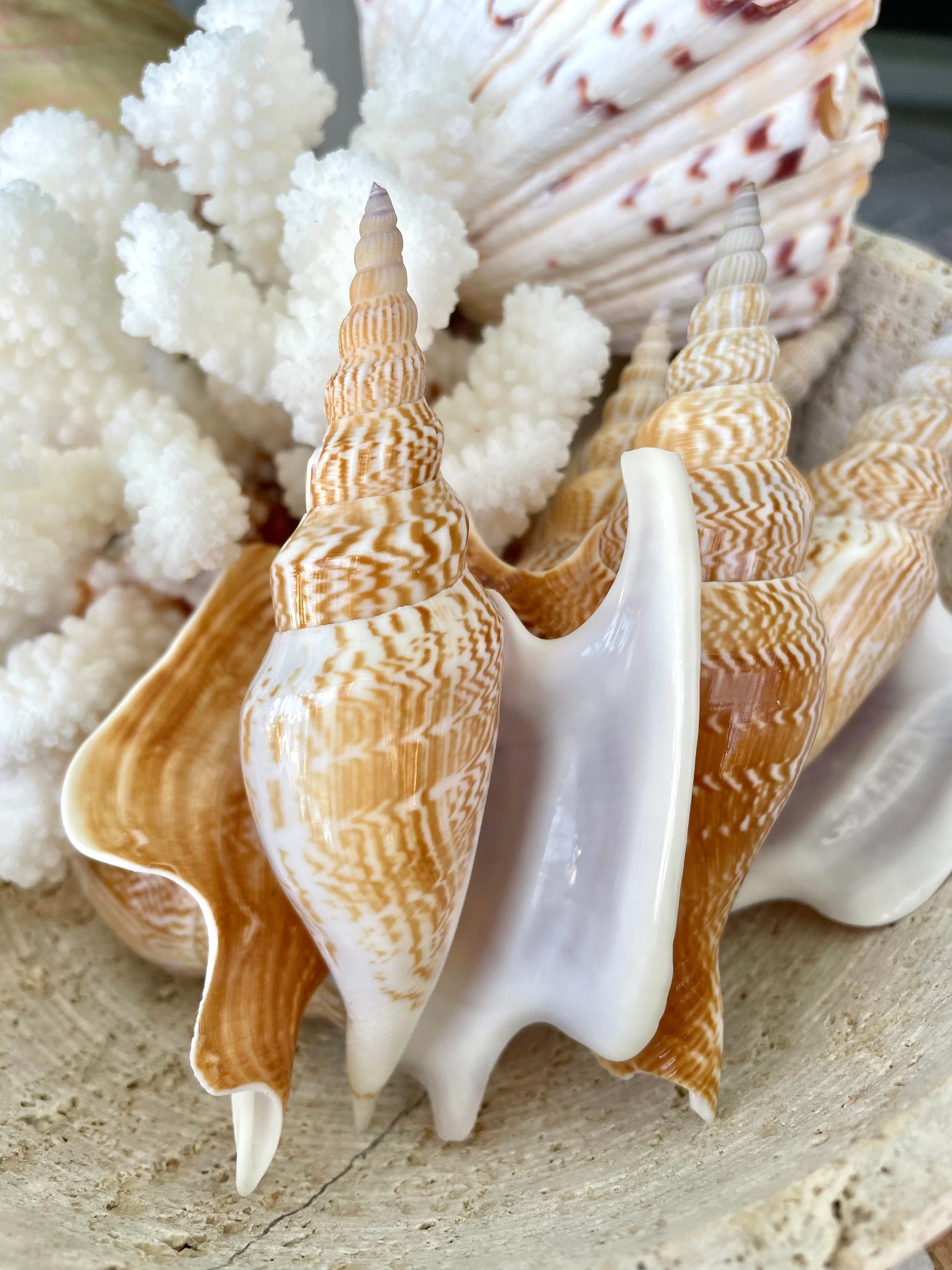 LISTER CONCH SHELL *All Sizes* Natural Brown White Display Seashell Mollusk Mirabili strombus Listeri