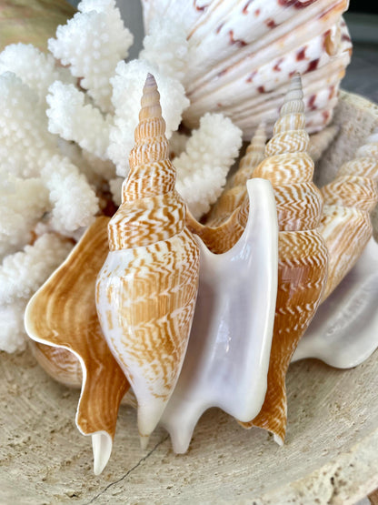 LISTER CONCH SHELL *All Sizes* Natural Brown White Display Seashell Mollusk Mirabili strombus Listeri