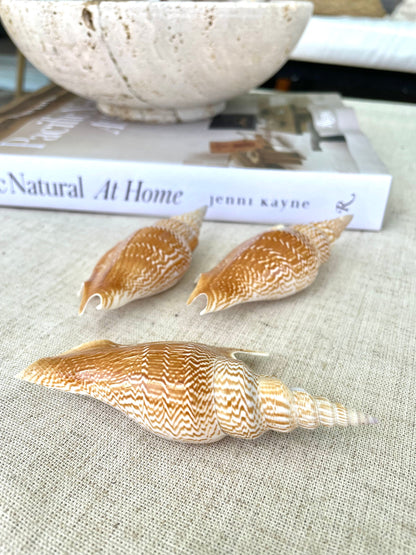 LISTER CONCH SHELL *All Sizes* Natural Brown White Display Seashell Mollusk Mirabili strombus Listeri