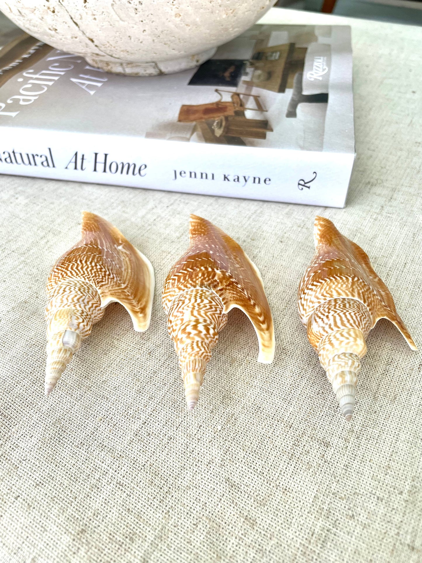 LISTER CONCH SHELL *All Sizes* Natural Brown White Display Seashell Mollusk Mirabili strombus Listeri