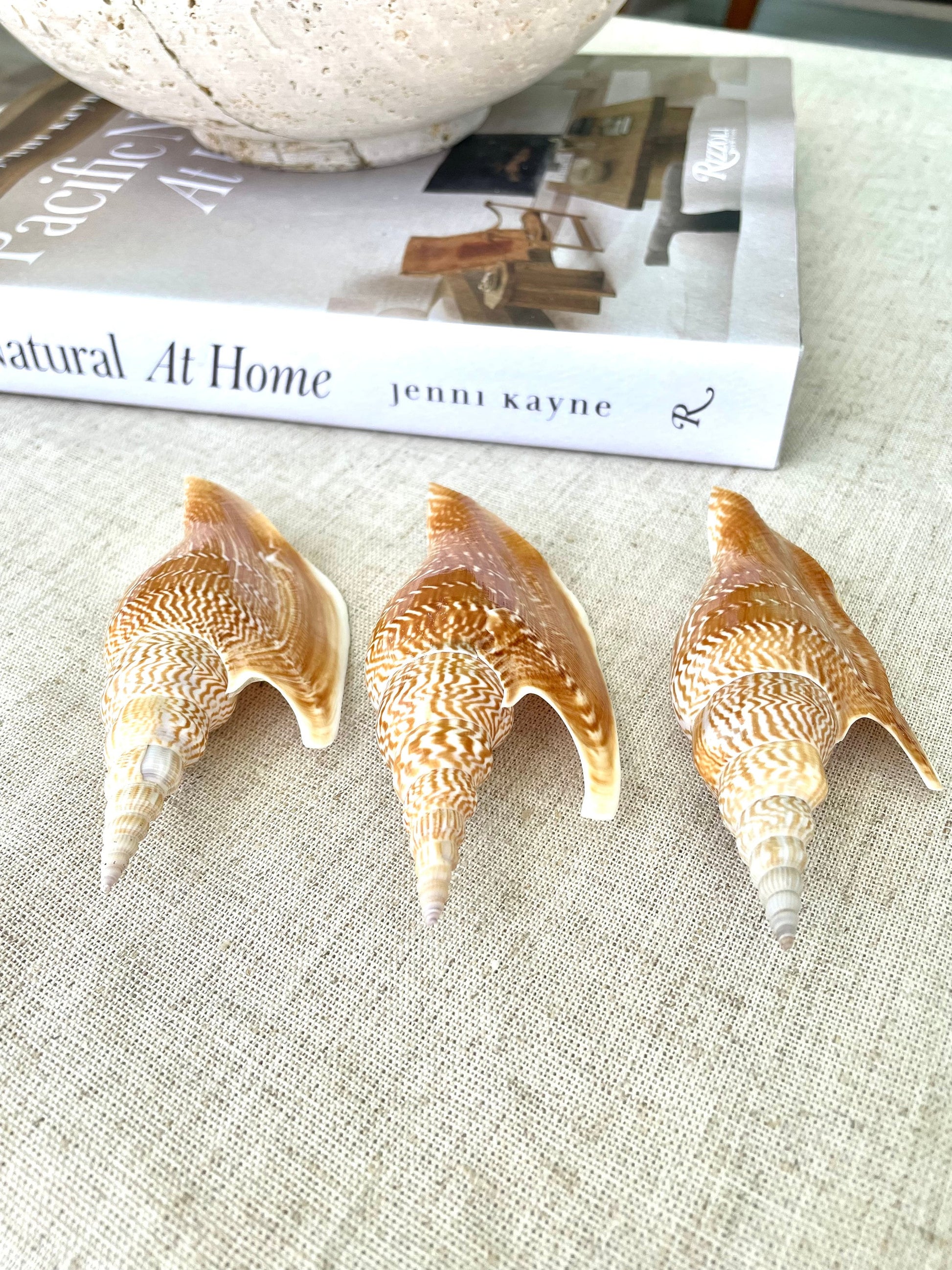 LISTER CONCH SHELL *All Sizes* Natural Brown White Display Seashell Mollusk Mirabili strombus Listeri