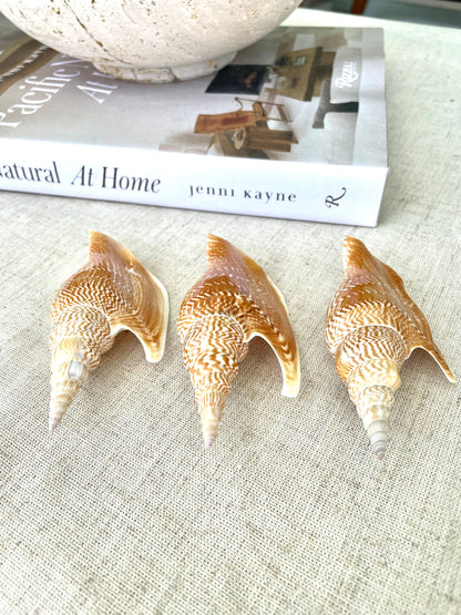 LISTER CONCH SHELL *All Sizes* Natural Brown White Display Seashell Mollusk Mirabili strombus Listeri