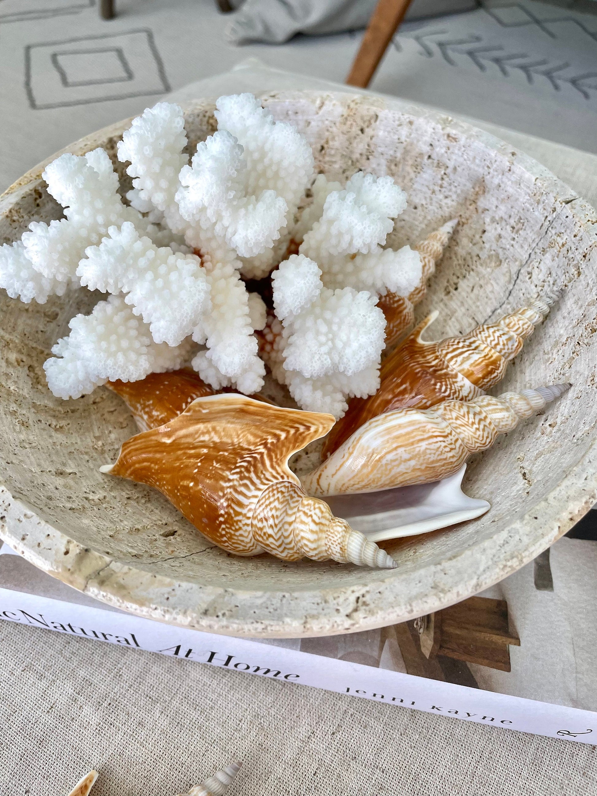 LISTER CONCH SHELL *All Sizes* Natural Brown White Display Seashell Mollusk Mirabili strombus Listeri