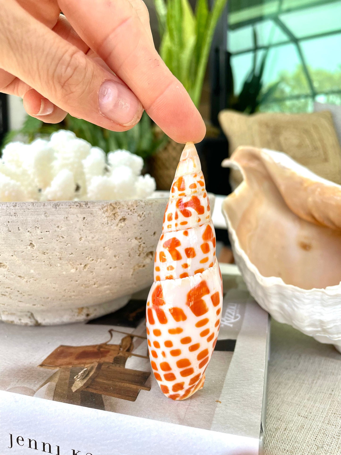 100% Natural REAL XL 2.5-6" You Pick Size Episcopal Miter Sea Shell POLISHED Display Specimen Collectible Orange White Coastal Crafts