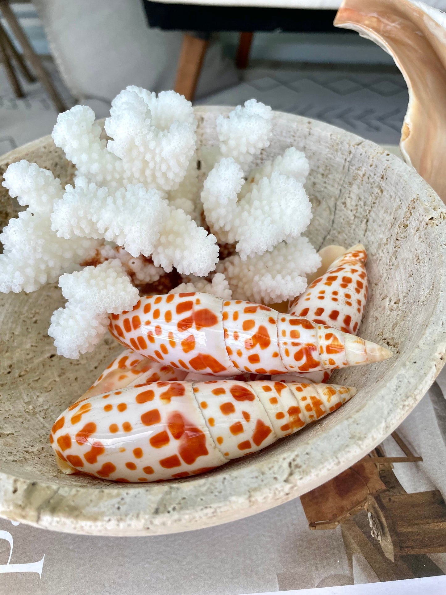 SPOTTED MITER SHELL *All Sizes* Unique Orange White Display Seashell Beach Décor