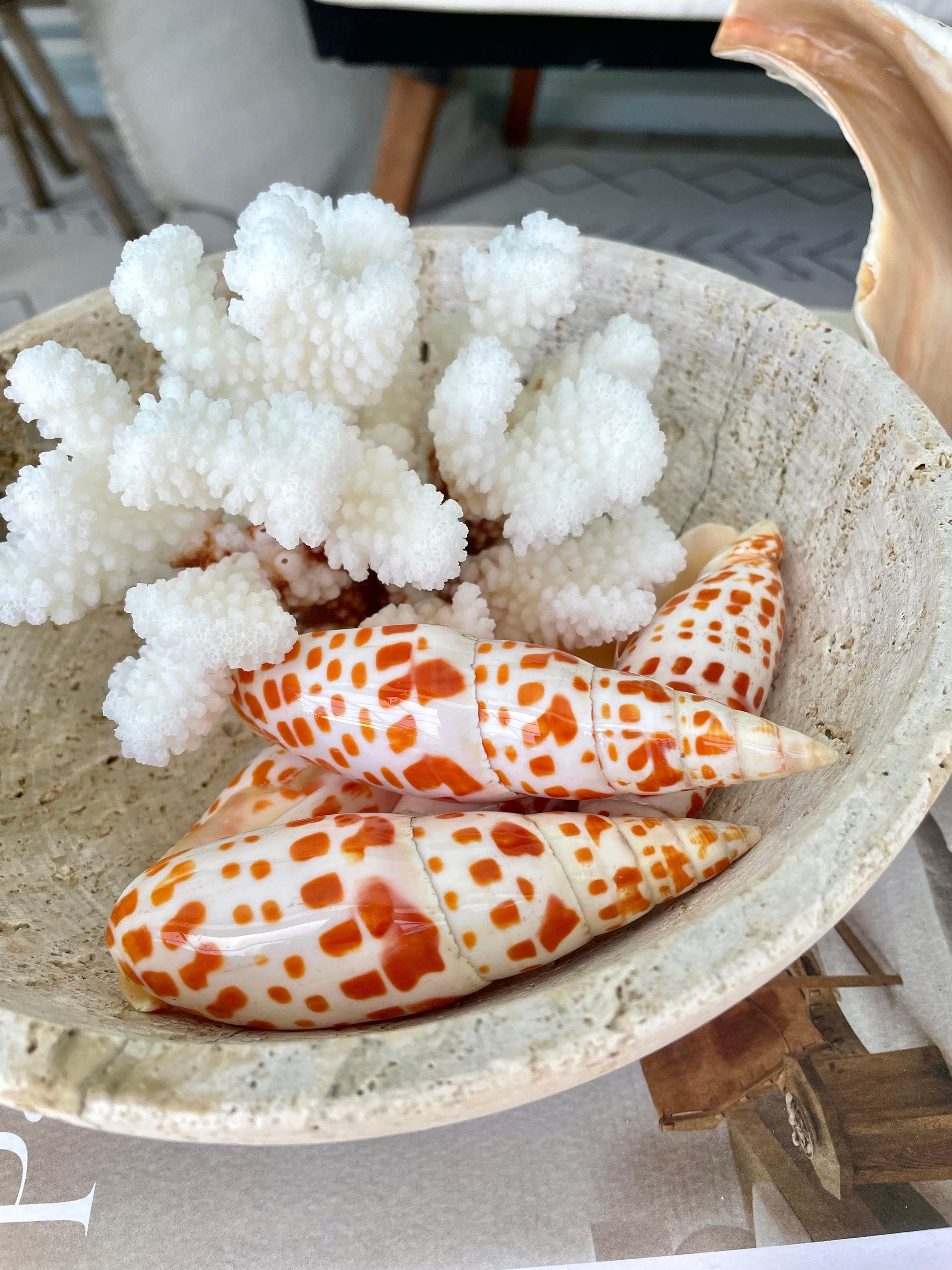 SPOTTED MITER SHELL *All Sizes* Unique Orange White Display Seashell Beach Décor