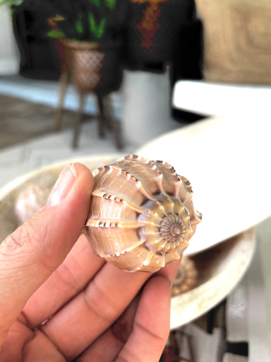 MAJOR HARP SHELLS *All Sizes* Natural Brown Peach Striped Display Seashell Coastal Décor