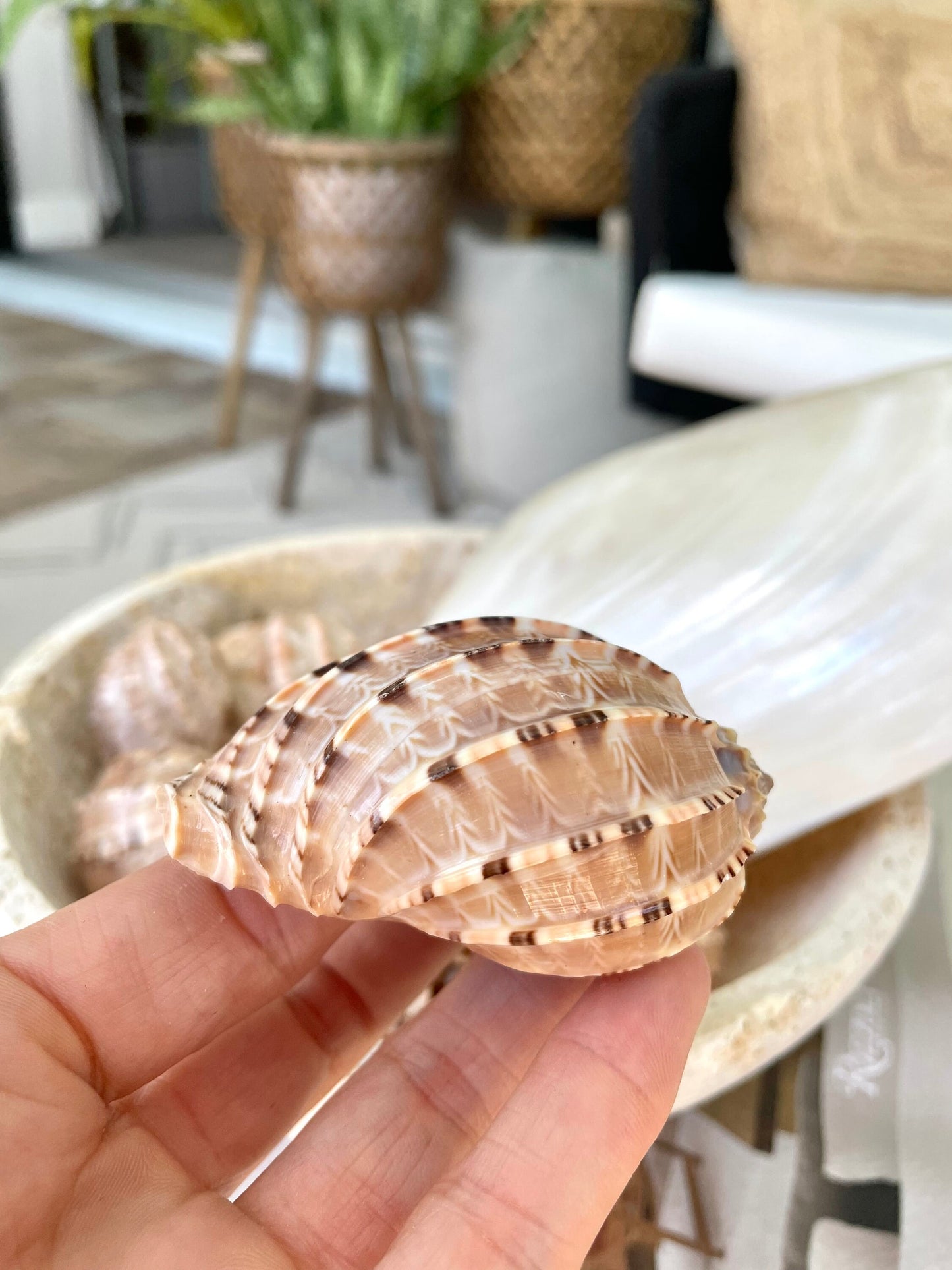 MAJOR HARP SHELLS *All Sizes* Natural Brown Peach Striped Display Seashell Coastal Décor