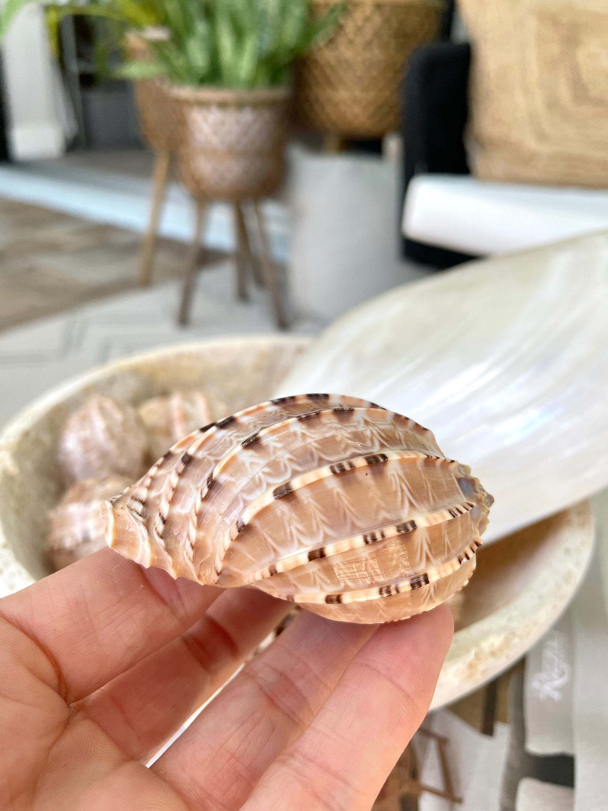 MAJOR HARP SHELLS *All Sizes* Natural Brown Peach Striped Display Seashell Coastal Décor