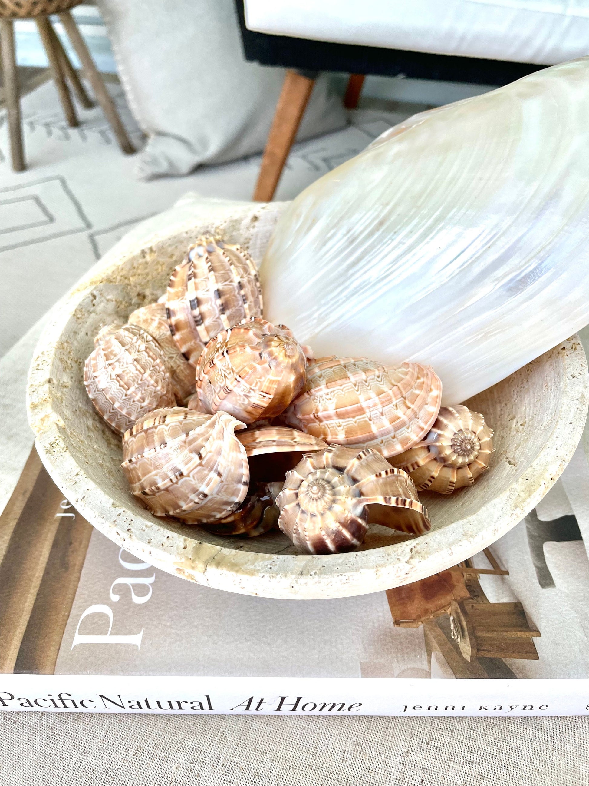 MAJOR HARP SHELLS *All Sizes* Natural Brown Peach Striped Display Seashell Coastal Décor