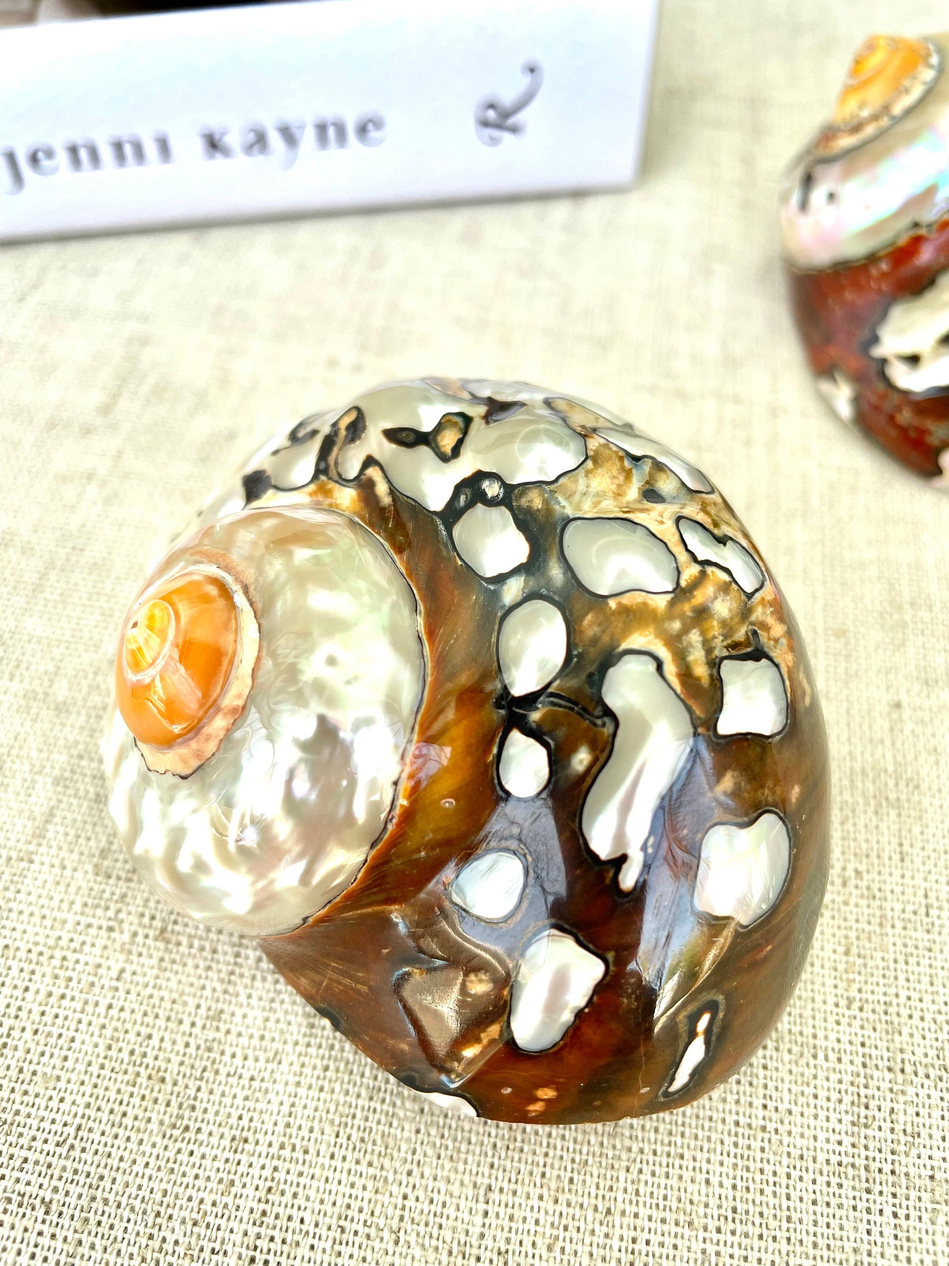 AFRICAN TURBO SHELLS *All Sizes* Natural Brown Black Orange Hand Polished Hermit Crab Seashell