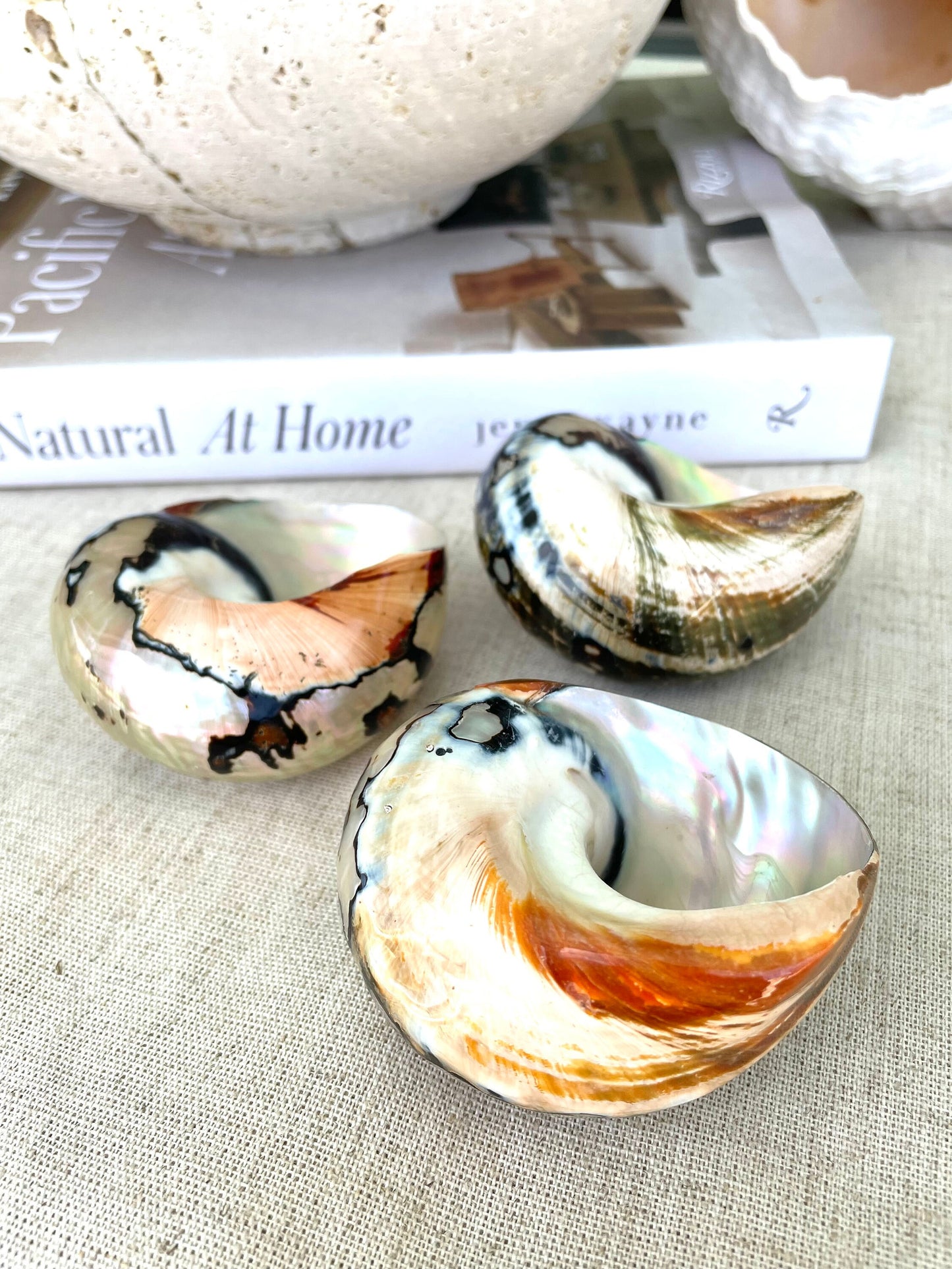 100% Natural REAL Polished African Turbo Shells 3-4" Sea Shell POLISHED Hermit Crab Seashell Brown Black Coastal Crafts