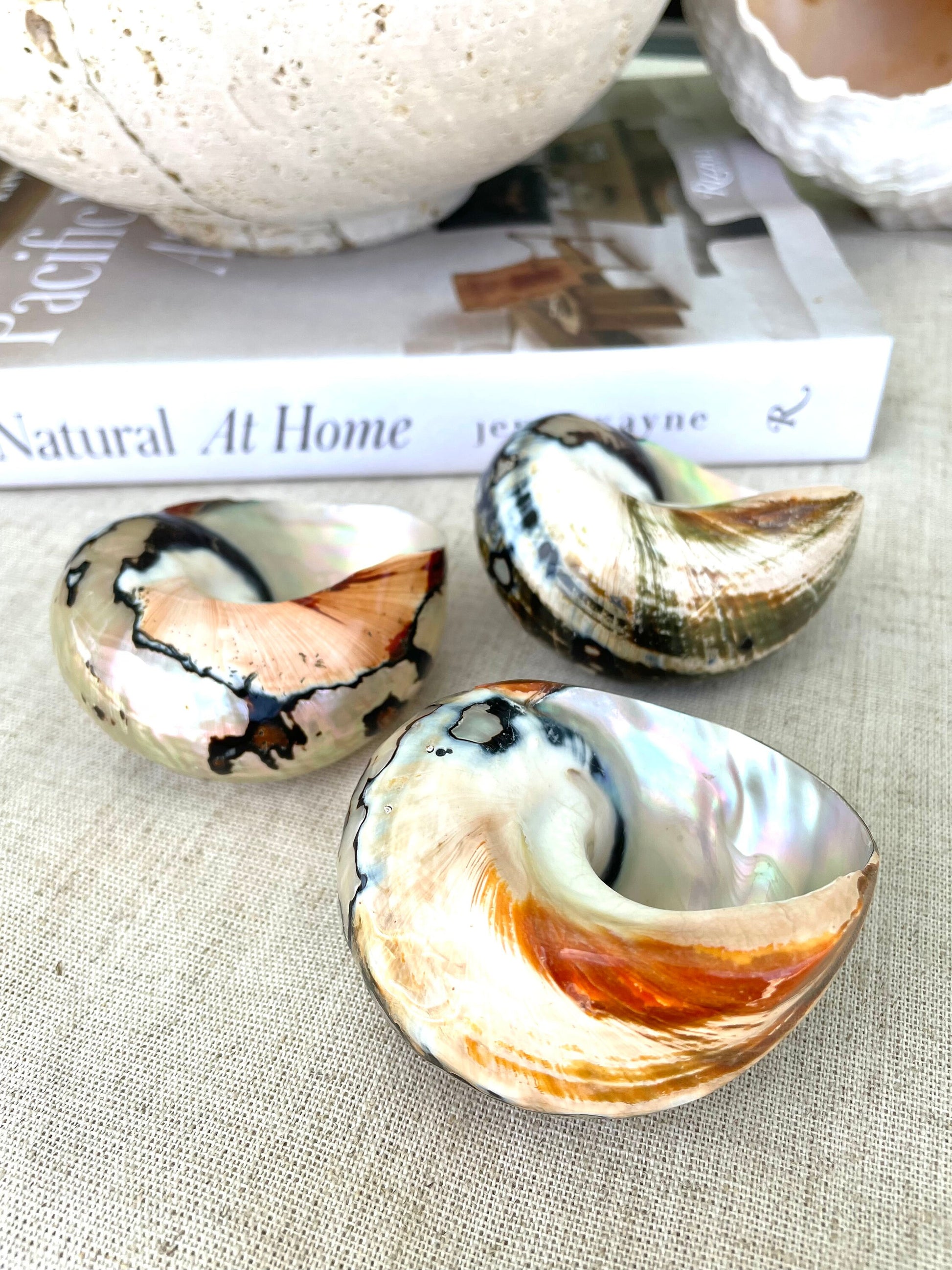100% Natural REAL Polished African Turbo Shells 3-4" Sea Shell POLISHED Hermit Crab Seashell Brown Black Coastal Crafts