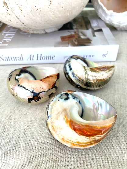100% Natural REAL Polished African Turbo Shells 3-4" Sea Shell POLISHED Hermit Crab Seashell Brown Black Coastal Crafts