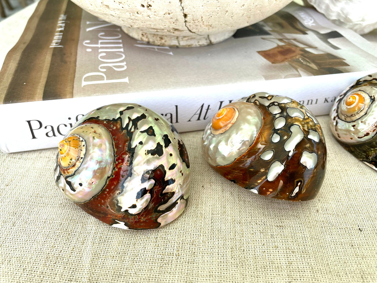 AFRICAN TURBO SHELLS *All Sizes* Natural Brown Black Orange Hand Polished Hermit Crab Seashell
