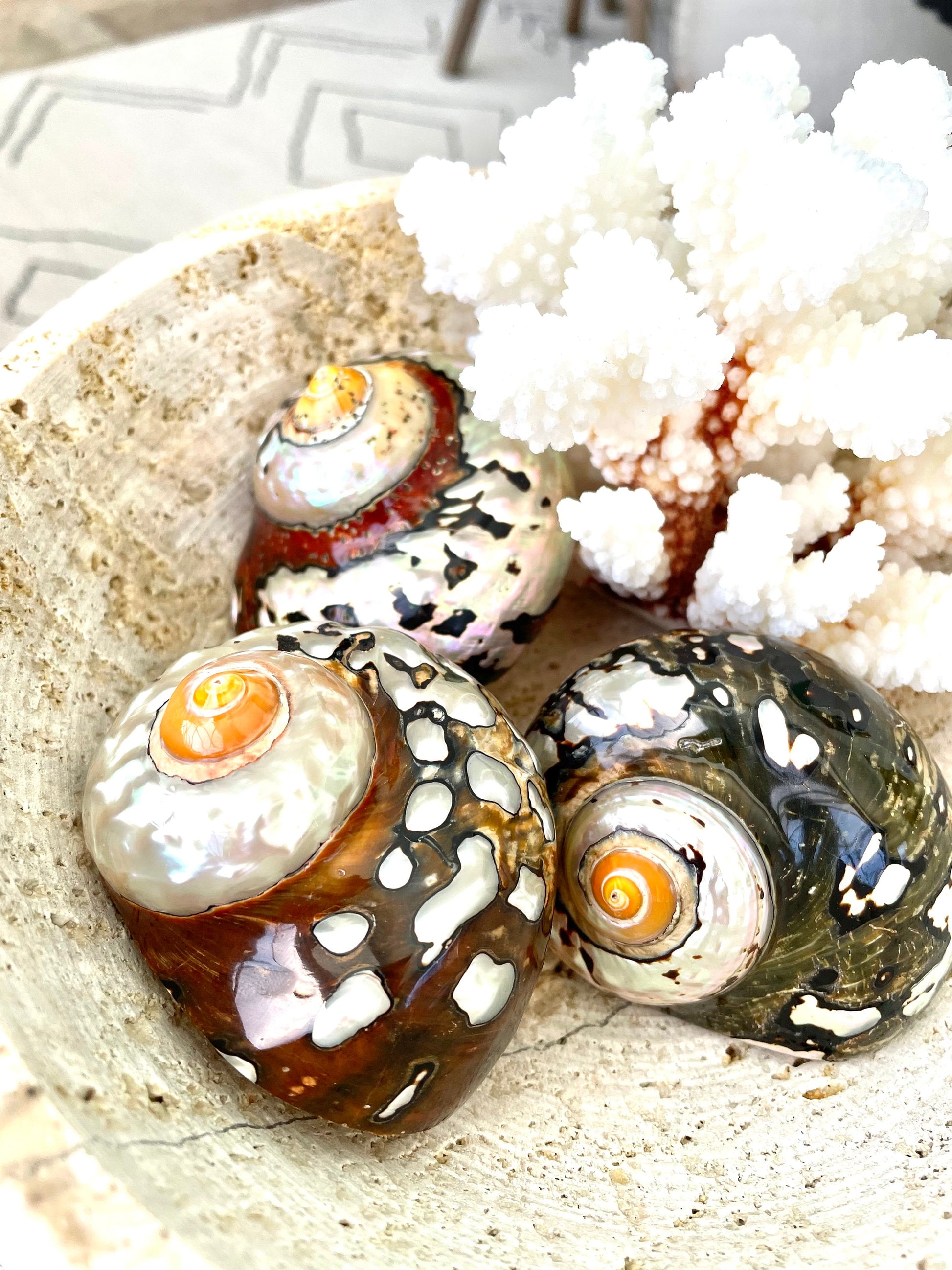 100% Natural REAL Polished African Turbo Shells 3-4" Sea Shell POLISHED Hermit Crab Seashell Brown Black Coastal Crafts