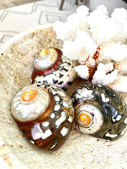 100% Natural REAL Polished African Turbo Shells 3-4" Sea Shell POLISHED Hermit Crab Seashell Brown Black Coastal Crafts