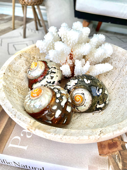 100% Natural REAL Polished African Turbo Shells 3-4" Sea Shell POLISHED Hermit Crab Seashell Brown Black Coastal Crafts