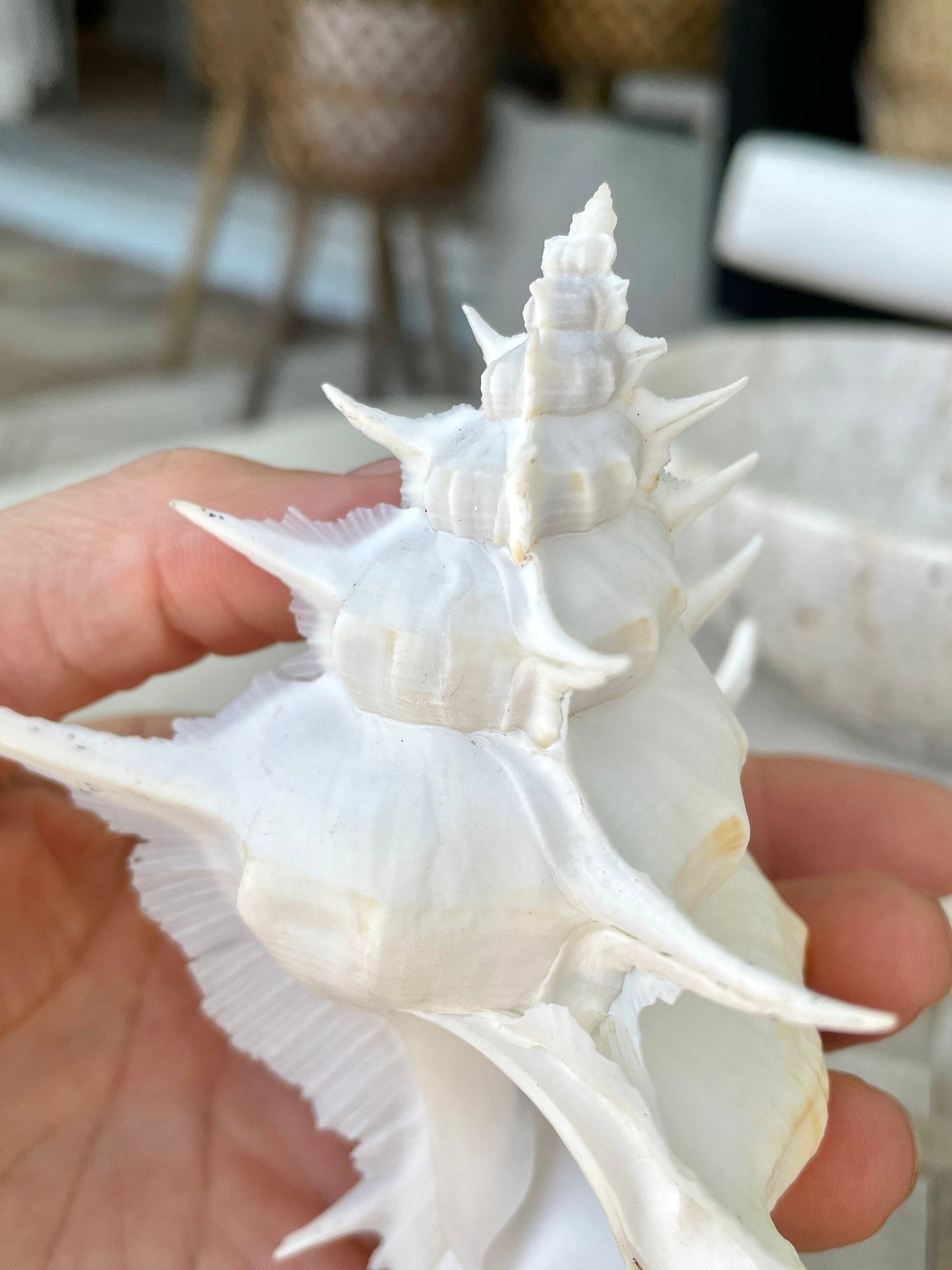 Alabaster Murex Shell 5-7" Natural Specimen Display Coastal Décor White