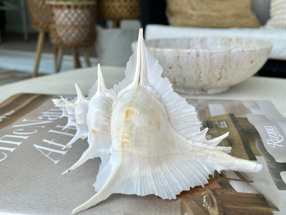 Alabaster Murex Shell 5-7" Natural Specimen Display Coastal Décor White
