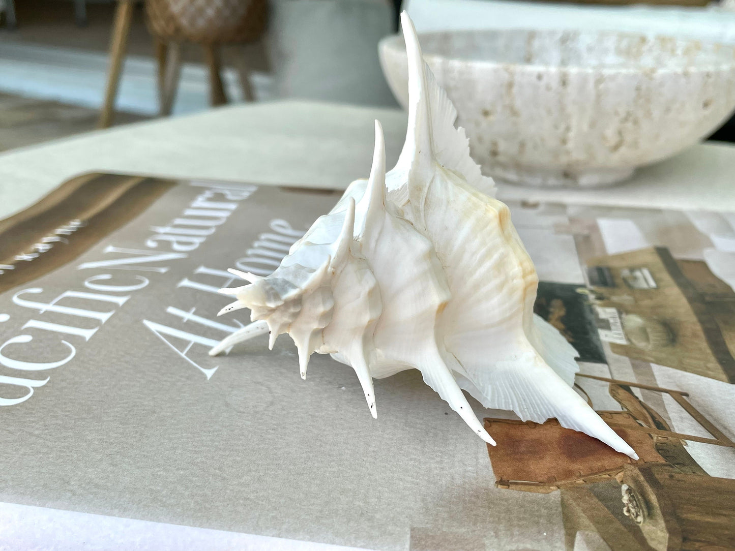 Alabaster Murex Shell 5-7" Natural Specimen Display Coastal Décor White